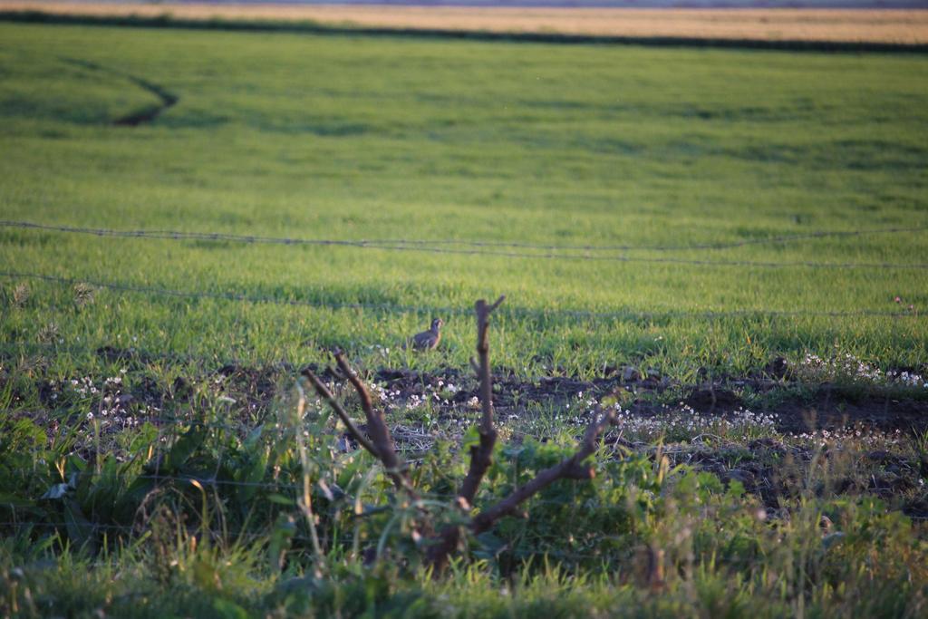 Monte Da Morena Agro-Turismo Serpa Esterno foto